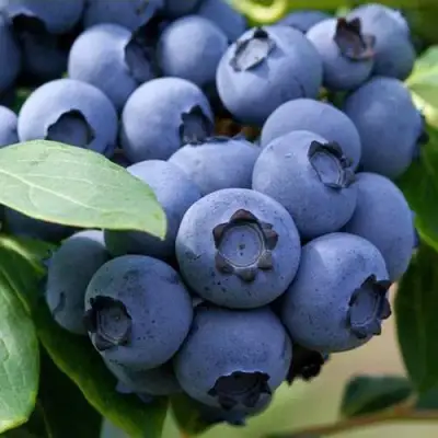 Голубика СПАРТАН в Волковыске