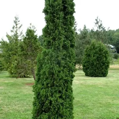 Туя ДЕГРУТ СПАЙР западная в Волковыске