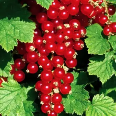 Смородина красная РЕД ЛЕЙК в Волковыске