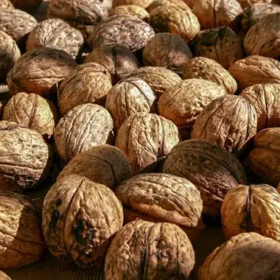 Грецкий орех ПИНСКИЙ в Волковыске