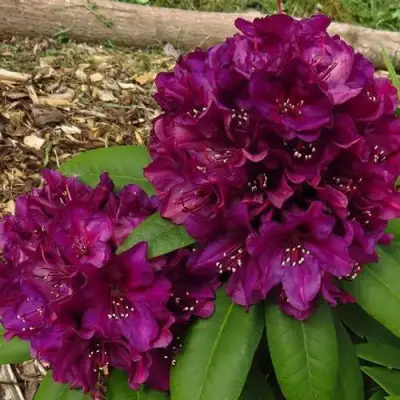 Рододендрон ПОЛАРНАХТ в Волковыске