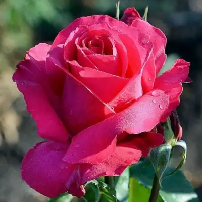 Роза ВИЕН РОУЗ чайно-гибридная в Волковыске