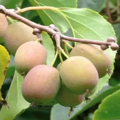 Актинидия ГИБРИДНАЯ КОЛБАСИНОЙ в Волковыске