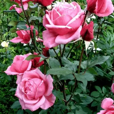 Роза ЭЙФЕЛЕВА БАШНЯ чайно-гибридная в Волковыске