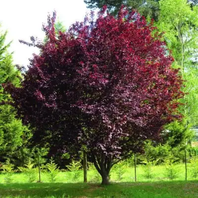 Слива НИГРА растопыреная в Волковыске