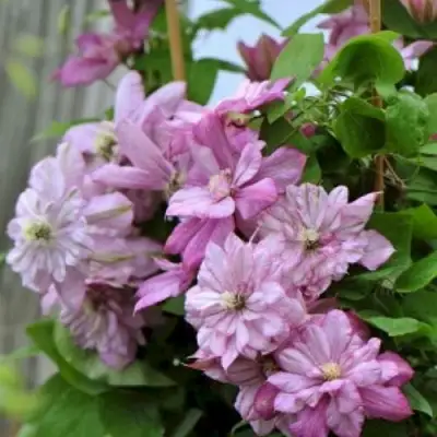 Клематис ИННОСЕНТ ГЛАНС в Волковыске