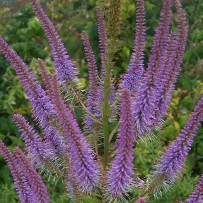 Вероникаструм ФАСЦИНЕЙШН в Волковыске