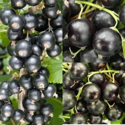 Комплект ЧЕРНАЯ СИЛА в Волковыске