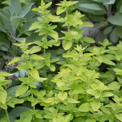 Душица ТАМБЛС ВАРИЕТИ обыкновенная в Волковыске