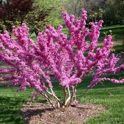 ЦЕРЦИС канадский  в Волковыске