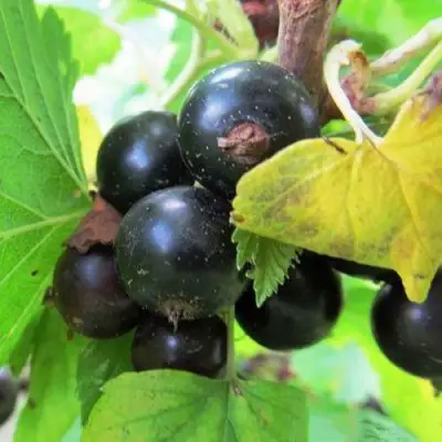 Смородина чёрная КАТЮША в Волковыске