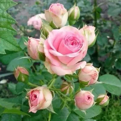 саженцы розы Мими Эден