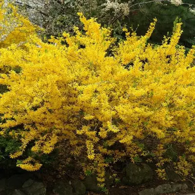 Форзиция ГОЛДЗАУБЕР средняя в Волковыске