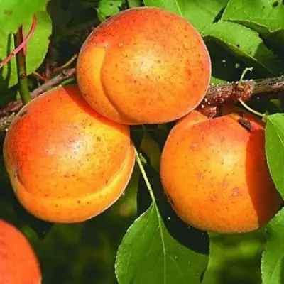 Абрикос СПАДЧЫНА в Волковыске