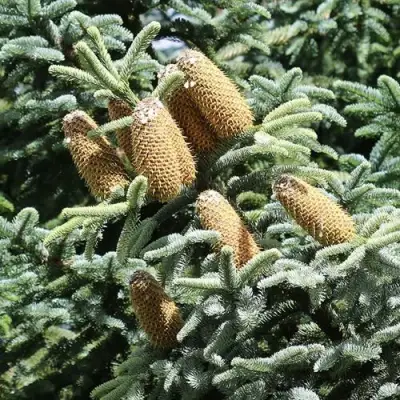 Пихта благородная в Волковыске