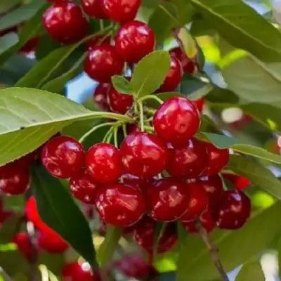 Вишня ГИРЛЯНДА в Волковыске