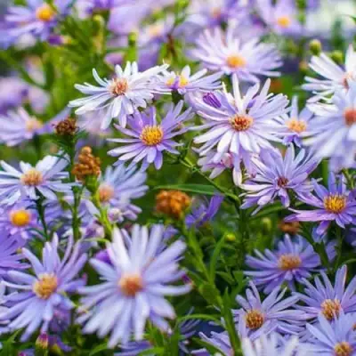 Астра ЛИТТЛ КАРЛОУ сердцелистная в Волковыске