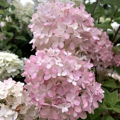 Гортензия БОМБШЕЛ метельчатая в Волковыске