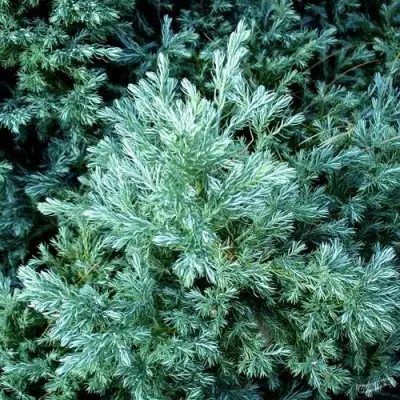 Кипарисовик БУЛЕВАРД горохоплодный в Волковыске