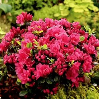 Азалия КАНЗОНЕТТА японская в Волковыске