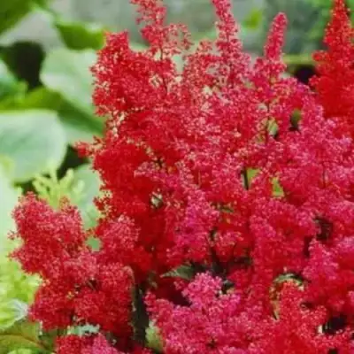 Астильба ЭТНА Арендса в Волковыске