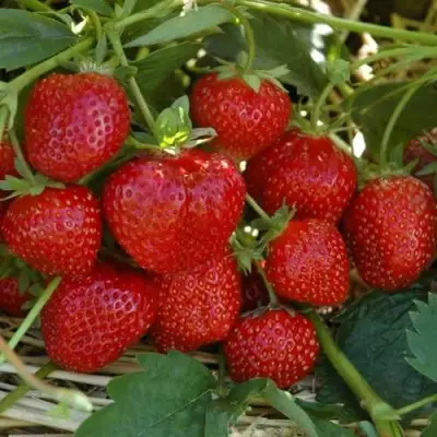 Клубника ЗЕНГА-ЗЕНГАНА в Волковыске