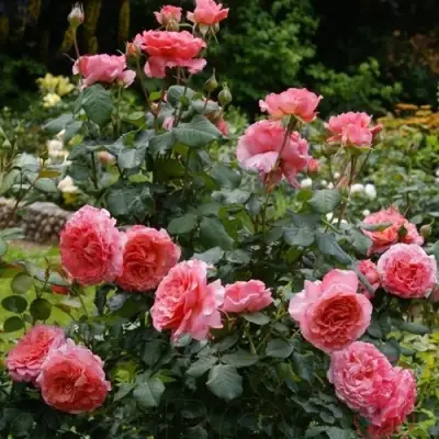 Роза ЛОРАН КАБРОЛЬ шраб в Волковыске