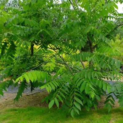 Орех МАНЬЧЖУРСКИЙ в Волковыске