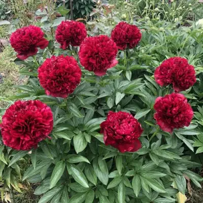 Пион ГАЛАКТИКА травянистый в Волковыске