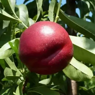 Нектарин БИГ-ТОП в Волковыске