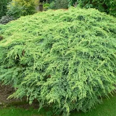 Можжевельник ХОЛГЕР чешуйчатый в Волковыске