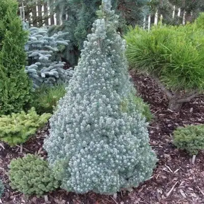 Ель САНДЕРС БЛЮ канадская в Волковыске