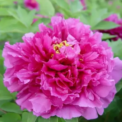 Пион ЛИЛОВАЯ ФАНТАЗИЯ древовидный в Волковыске