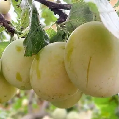 Слива УТРО в Волковыске