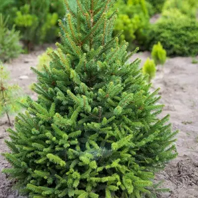 Ель КОМПАКТА обыкновенная в Волковыске
