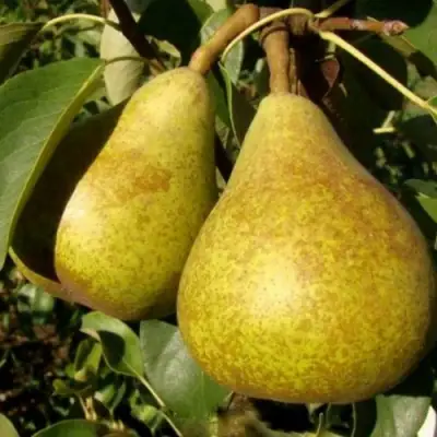 Груша ГЕНЕРАЛ ЛЕКЛЕРК в Волковыске