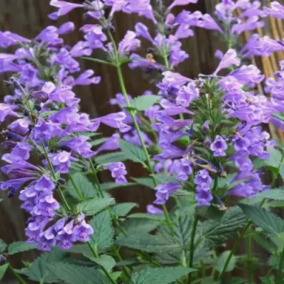 Котовник БЛЮ ДРИМС полусидячий в Волковыске