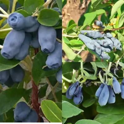 Комплект СЕВЕРНЫЕ ВИТАМИНЫ в Волковыске