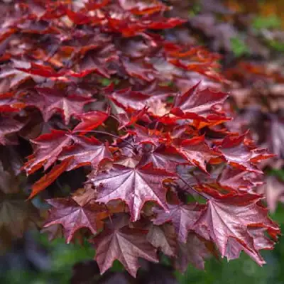 Клен КРИМСОН КИНГ остролистный в Волковыске