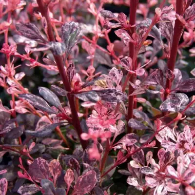 Барбарис АРЛЕКИН тунберга в Волковыске