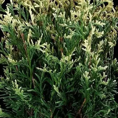 Туя ГОЛД ПЕРЛ западная в Волковыске