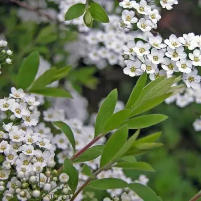 Спирея АРГУТА в Волковыске