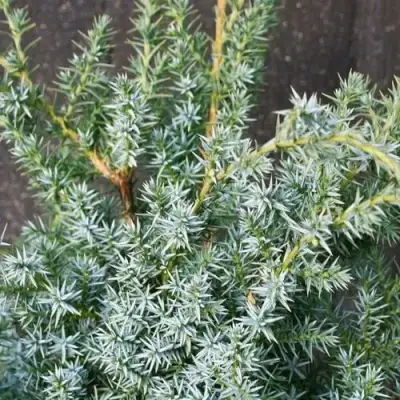 Можжевельник БЛЮ АЛЬПС китайский  в Волковыске