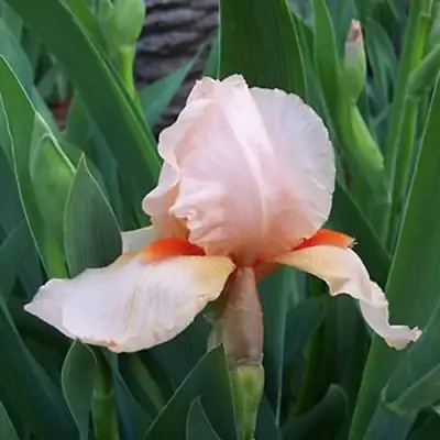 Ирис ПАТИ ДРЕСС бородатый в Волковыске