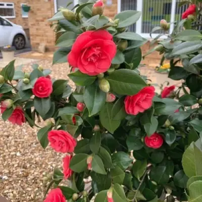 Камелия ЛЕДИ КЭМПБЕЛЛ в Волковыске