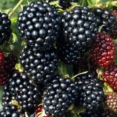 Ежевика ЭВЕРГРИН бесшипная  в Волковыске