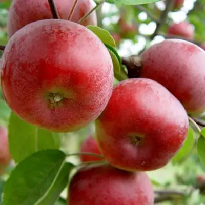Яблоня ПОСПЕХ в Волковыске