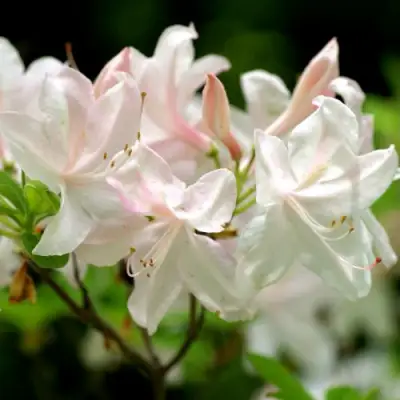 Азалия УАЙТ ЛАЙТС листопадная в Волковыске