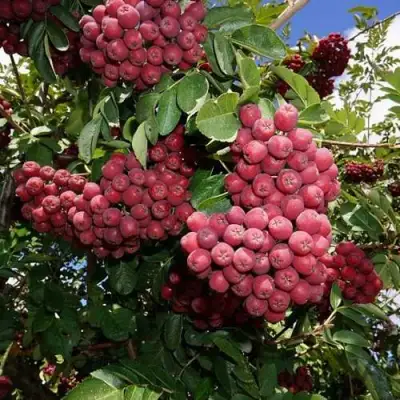 Рябина ТИТАН сладкоплодная  в Волковыске