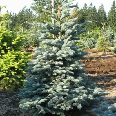 Пихта благородная в Волковыске